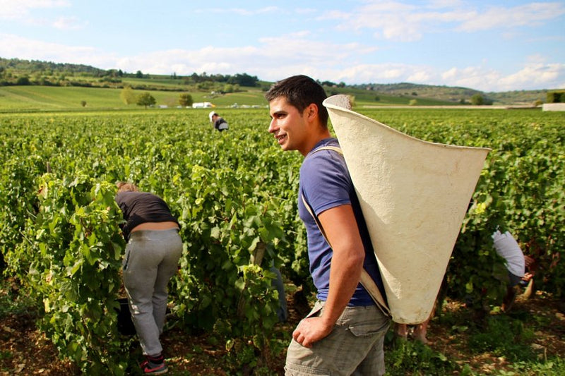 Domaine Jobard-Morey